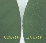 ﾕｷﾂﾊﾞｷ003.jpg