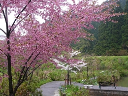 桜００１.jpg